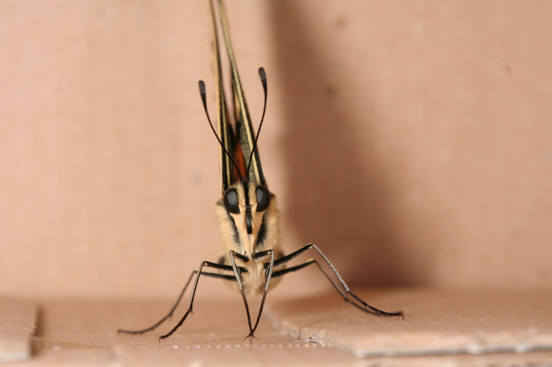 Quando scappa scappa....Papilio machaon